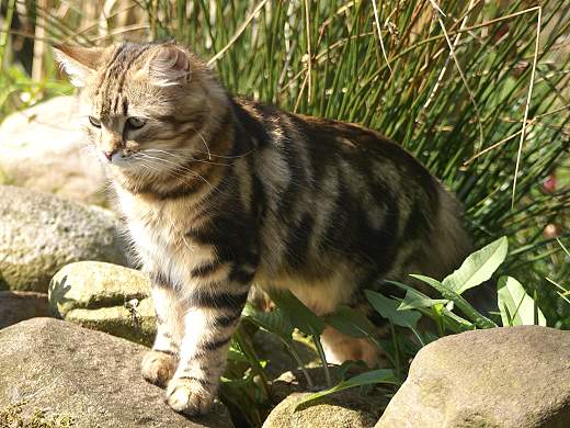 Sibirische Katze Spirit of New Heaven&acute;s Catjuscha